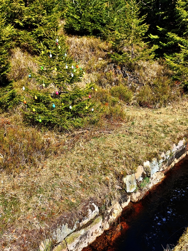 Ostertanne am Rehberger Graben klein